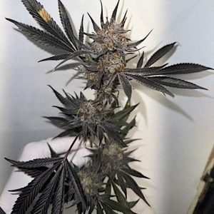 Blueberry Melon Bread F4